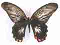 Papilio deiphobus deiphontes (bilateral form flava) Internet Image property of respective owner, non-commercial use only
